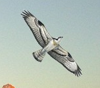 Wingspan Consulting Ltd Logo