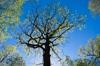 tree pruning near me parramatta Logo