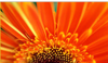 Hopkins Design Group Ltd Logo