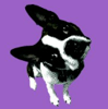 SMART Productions Inc. Logo