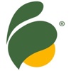 Improved Nature Logo