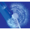 Fuller Lowenberg & Co., CPAs P.C. Logo