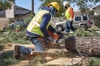 Southern Roots Tree Care Logo