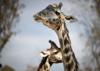 MoltenGiraffe Logo