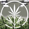 Next Big Crop Logo