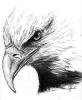 Eagle Point Accounting & Tax Logo