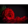 Rose City Marketing Logo