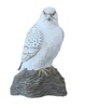 WhiteGyr Web Design and Hosting Logo