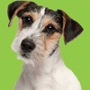 Content Puppy Productions Logo