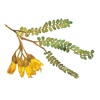 Naturescapes Ltd Logo