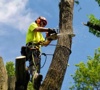A-1 Tree Services | Chicago, IL Logo