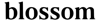 Blossom Logo