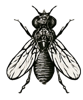 Powerfly Logo