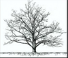 Mesquite Tax Logo