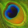 Peacock Partnership Logo