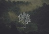 Roble Digital Logo
