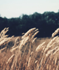 Working Fields, LLC Logo