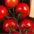 Silver State Foods Logotype