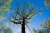 tree pruning near me parramatta Logotype