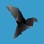 Blackbird Lab Logotype
