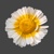 Wunderbloom Logotype