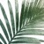 Estudio Palm Logotype