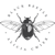 Black Beetle Design Logotype