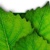 Bridgeleaf Software Logotype