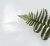 Focus Lawns Logotype