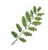 C Pope & Associates Logotype