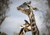 MoltenGiraffe Logotype