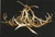 Antler Chandeliers & Lighting Company Logotype
