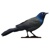 Blackbird BI, LLC Logotype