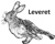 Leveret Systems Ltd Logotype