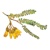 Naturescapes Ltd Logotype