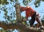 Albany Tree Service Logotype