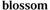 Blossom Logotype