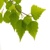 Grove Development Logotype
