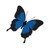 Islandskypr Logotype