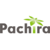 Pachira Information Technology Logotype