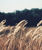Working Fields, LLC Logotype